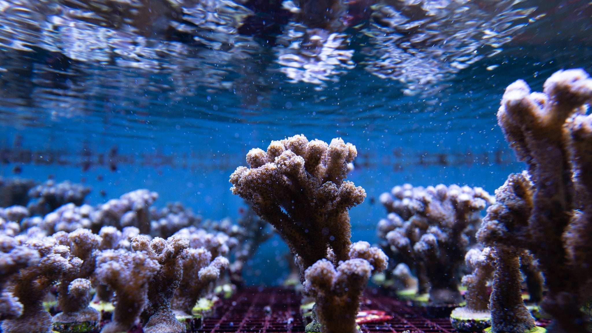 How pleasure protects our oceans - Climax Change