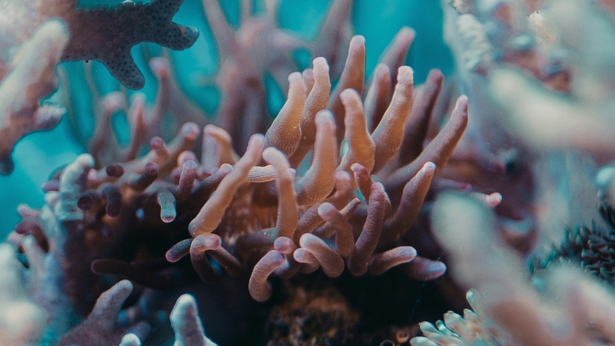 How the profit-for-good approach restores ecosystems - Climax Change